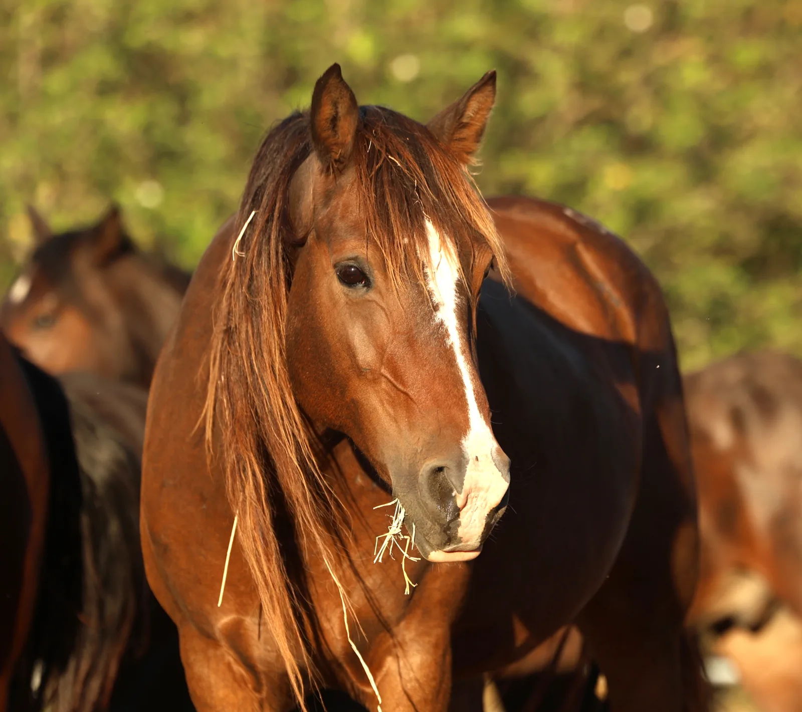 A bay horse in warm light, looking toward the camera, with other horses nearby