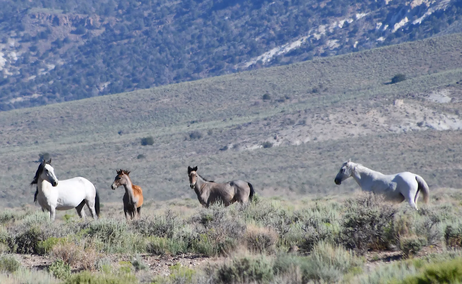A family of wild horses standing in a sweeping sagebrush landscape beneath the mountains