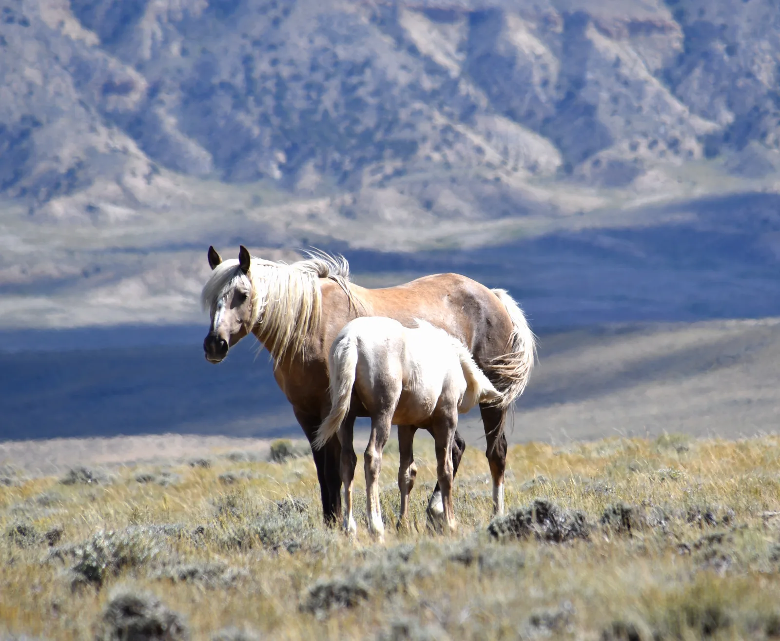 A mare and foal together on the open range, with mountains behind them