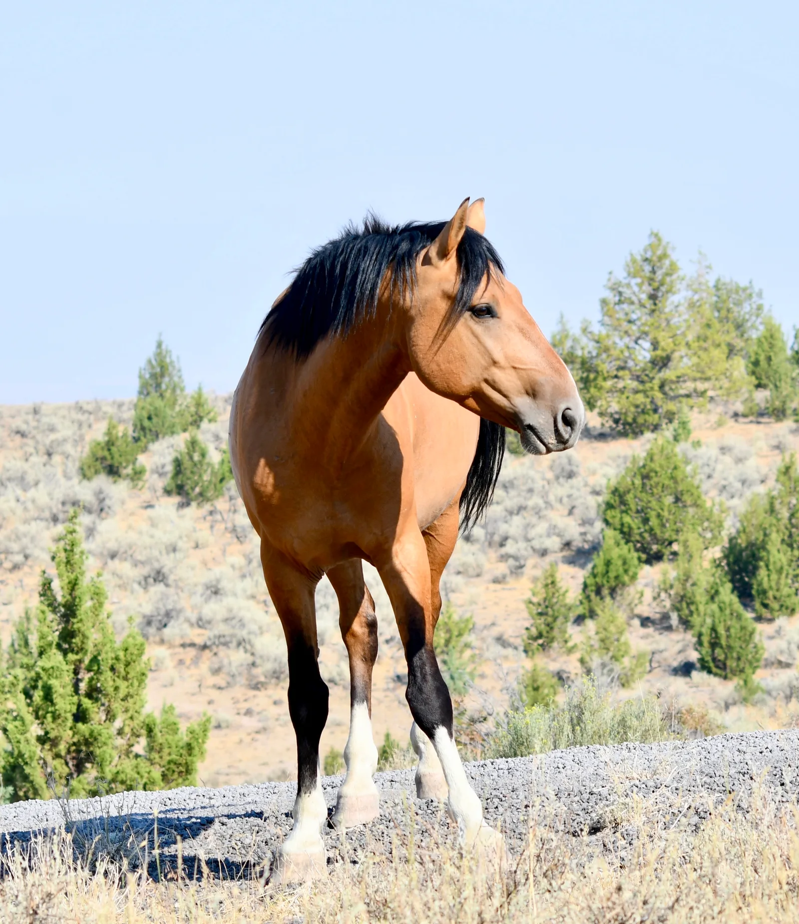 A bay wild horse standing in the sagebrush of Oregon’s Steens herd area