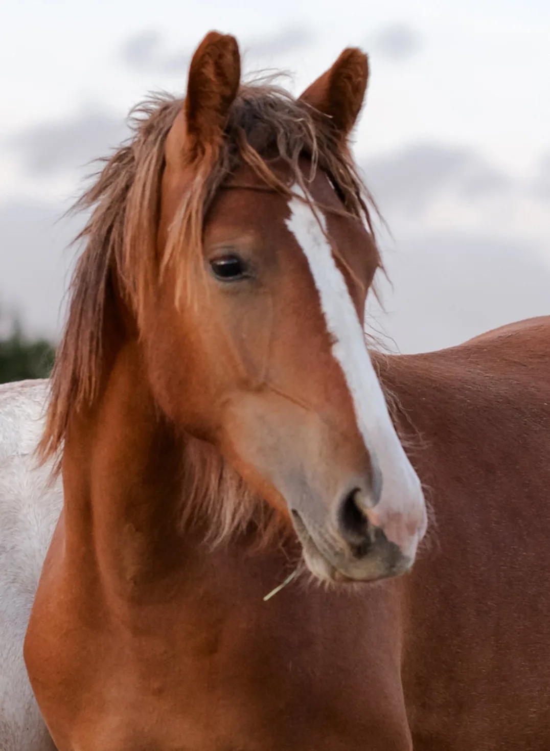 Shelby, one of the Delta Yearlings, standing in the corral